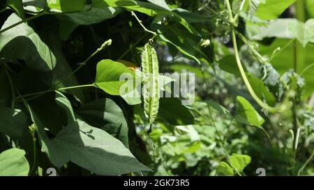 Close up of a winged bean vine with a hanging immature winged bean pod in the home garden Stock Photo