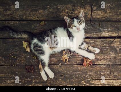 Top-down view of a cat lying on a rustic wooden table surrounded by fallen dry leaves. Autumn season background with kitten on old wood board looking Stock Photo