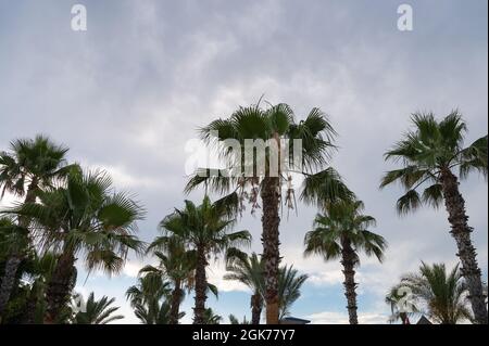 Blue sky and palm trees seen from below. High quality photo Stock Photo