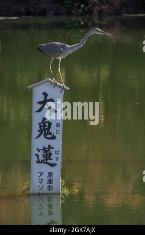 Grey Heron Ardea Cinerea balancing on a depth guage, Beppu, Oita Prefecture, Japan Stock Photo