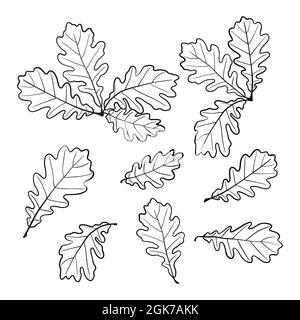 A set of drawings of oak leaves in the doodle style. Vector. A design element for your creativity Stock Vector
