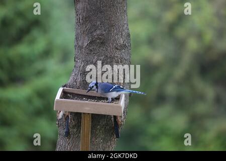 A female Blue Jay, Cyanocitta cristata, sitting on a platform bird feeder attached to a Maple tree in the summer in Wisconsin Stock Photo