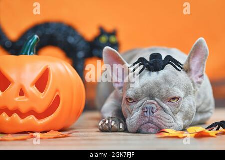 Grumpy Halloween French Bulldog dog with carved pumpkin, autumn leaves, spider on head and black cat in orange background Stock Photo