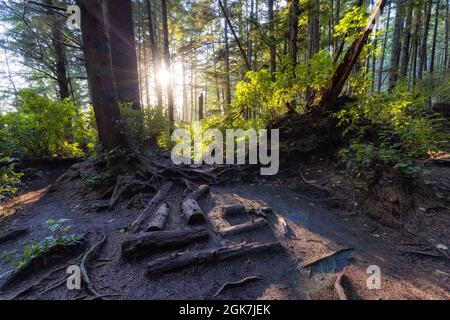 Hiking Path to Mystic Beach in the Vibrant Rainforest Stock Photo
