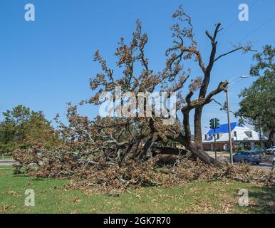 NEW ORLEANS, LA, USA - SEPTEMBER 9, 2021: Fallen live oak tree and building with blue tarp on roof following Hurricane Ida Stock Photo