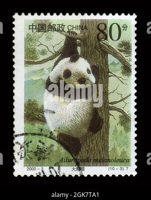 Stamp printed in China shows image of the Ailuropoda melanoleuca, circa 2000. Stock Photo