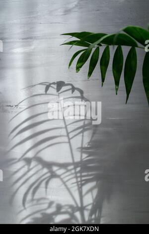 Palm leaf on grey background with deep shadow and sunlight Stock Photo