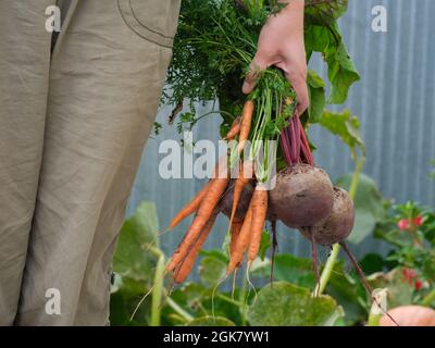 A woman holding fresh organic beets and carrots in her hand. Close up. Stock Photo