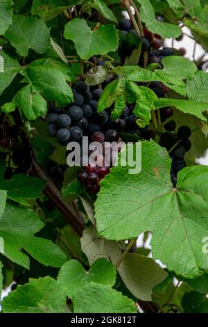 Close up of grapes branches Stock Photo