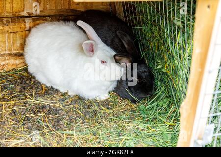 Small feeding white and black rabbits chewing grass in rabbit-hutch on animal farm, barn ranch background. Bunny in hutch on natural eco farm. Modern Stock Photo