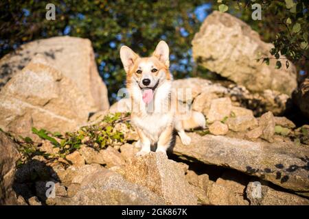 Welsh Corgi Pembroke on a stone heap Stock Photo