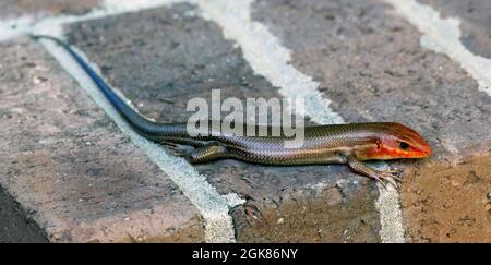 Macro young male orange brown and blue Five-lined Skink Eumeces fasciatus lying on red and brown bricks in shade Stock Photo