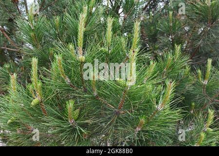 Pine branch with many green cones, close-up Stock Photo