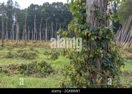 Plainwell, Michigan - The Twisted Hops Farm. A few hops flowers are left on one pole after the harvest is complete. Stock Photo