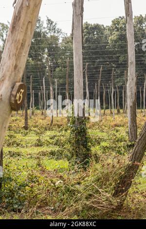 Plainwell, Michigan - The Twisted Hops Farm, after the harvest is complete. Stock Photo