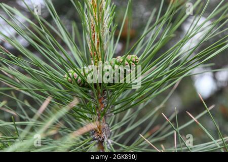 Two green pine cones close-up near long needles Stock Photo