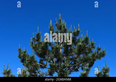 Top of pine with young shoots against the sky Stock Photo