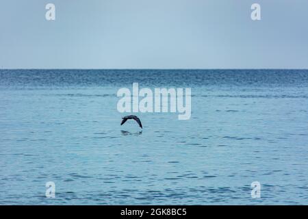 seagulls flying over the sea. banner size. grey evening landscape on sunset. lonely seagull flies low over the water. selective focus. Stock Photo