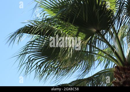 Beautiful green palm leaves in the wind lat. Arecaceae Stock Photo
