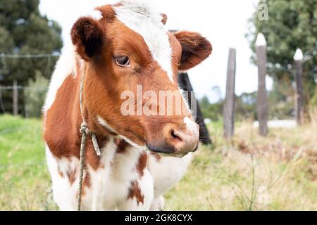 White dairy cow in brown spotted meadow. Latin farm concept. Copy space. Stock Photo