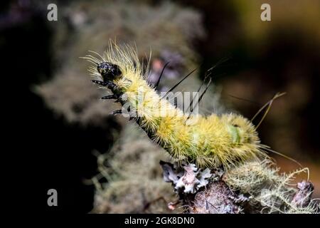 American Dagger Moth Caterpillar (Acronicta americana) - Brevard, North Carolina, USA Stock Photo