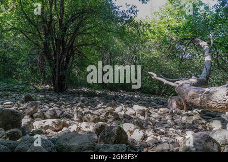 A platform in the forest, strewn with large round stones left over from a dry river Stock Photo