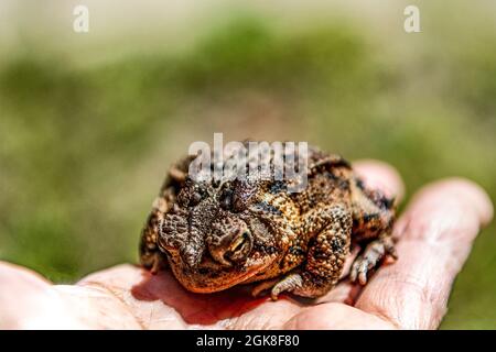 Man holds a beautiful forest toad in his hand in the palm of his hand Stock Photo