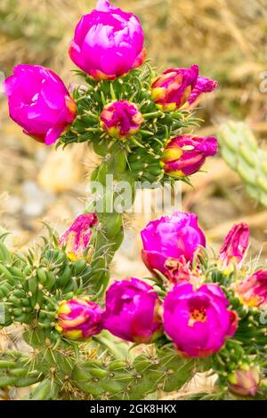 Puple flower cactus Cylindropuntia imbricata Tree Cholla Stock Photo