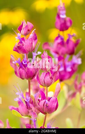 Salvia pachyphylla flower Sage Stock Photo