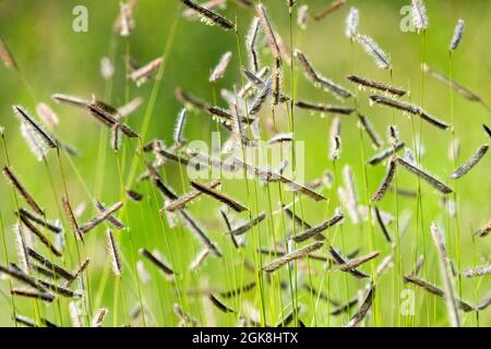 Bouteloua gracilis Blue grama grass, Eyebrow Grass, Mosquito Grass Stock Photo
