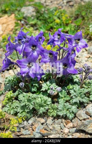 Centaury (Gentiana dshimilensis or Gentianella caucasea) on Alpine meadows of Caucasus. In background are mountain slopes with snow limit. 3000 m A.S. Stock Photo