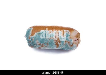 The sausage has deteriorated from a long stay in the refrigerator and is covered with mold (mucor, Mucoraceae) Stock Photo