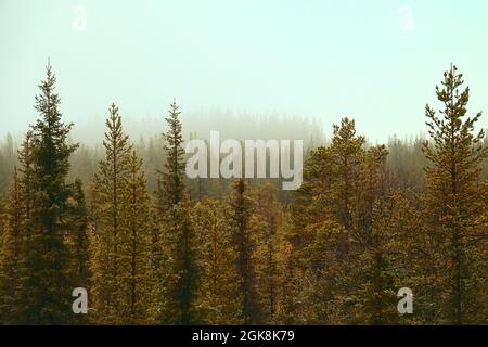 Tree tops. Coniferous northern frost-hardy forest near and in a hazy perspective. View over forests. Misty sun. Siberian spruce (Picea obovata) prevai Stock Photo