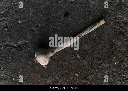 Top view close-up of garlic on the ground Stock Photo