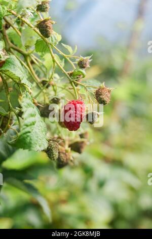 Ripe red edible raspberry growing on branch of perennial shrub cultivated in farm in countryside Stock Photo