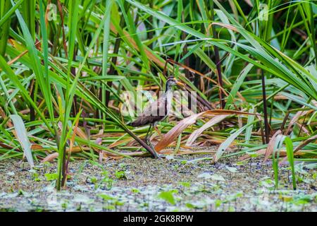 Northern jacana Jacana spinosa in Tortuguero National Park, Costa Rica Stock Photo