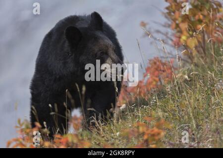 Bear turns on autumn colored slope along Medicine Lake on Maligne Road at Jasper National Park in Alberta, Canada