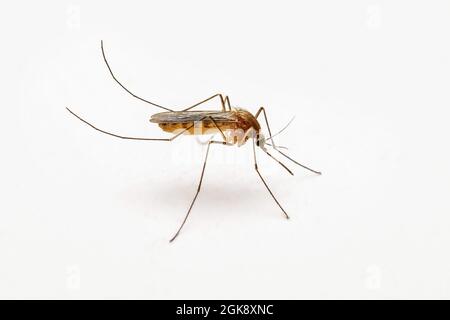 Dangerous Malaria Infected Mosquito on White Wall. Leishmaniasis, Encephalitis, Yellow Fever, Dengue, Malaria Disease, Mayaro or Zika Virus Infectious Stock Photo