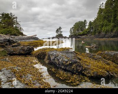 Low tide exposes thick carpets of seaweed on rocks in rugged Botany Bay, Juan de Fuca Provincial Park, on Vancouver Island, British Columbia. Stock Photo