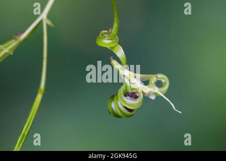 small balsam (Impatiens parviflora), fruit of small balsam, the mature capsules burst, sending seeds away, Germany Stock Photo