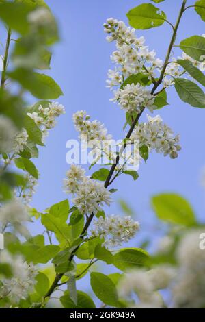 European bird cherry (Prunus padus, Padus avium), Blooming twigs, Germany Stock Photo