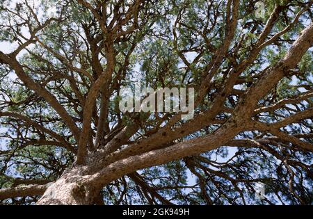European black pine, Austrian pine, Black Pine, Corsican Pine (Pinus nigra), View into a tree top Stock Photo