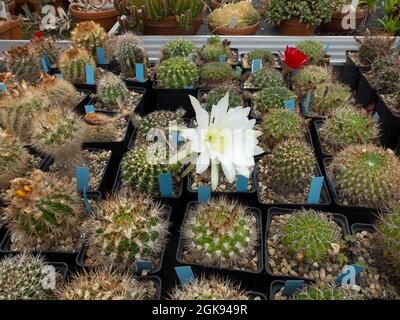 Cultivation of cactusses in a greenhouse of the Botanical Garden, Germany, Hamburg-Flottbek Stock Photo