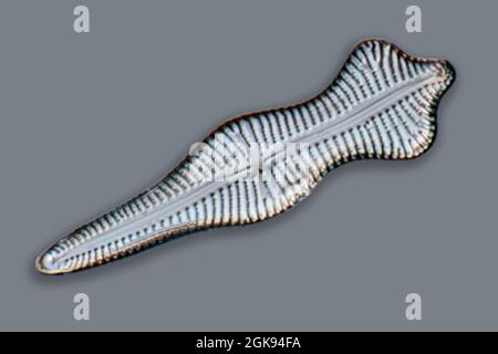 diatom (Diatomeae), diatoms of Marienwerden, Differential interference contrast microscopy, magnification x 140 related to a print of 35 mm, Germany, Stock Photo