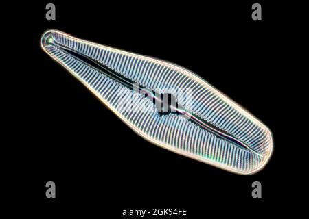 diatom (Diatomeae), Diatoms from Emeralda, light microscopy, dark-field microscopy, magnification x 140 related to a print of 35 mm width, USA, Stock Photo