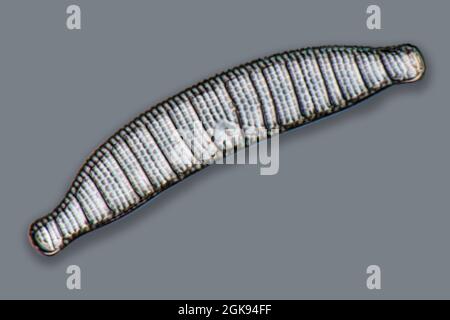 diatom (Diatomeae), diatoms of Marienwerden, Differential interference contrast microscopy, magnification x 140 related to a print of 35 mm, Germany, Stock Photo