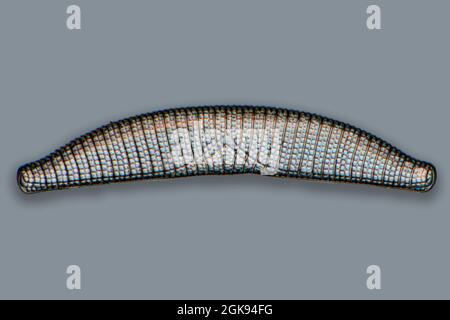 diatom (Diatomeae), diatoms of Marienwerden, Differential interference contrast microscopy, magnification x 140 related to a print of 35 mm, Germany, Stock Photo