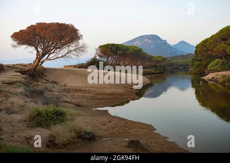 Stone pine, Italian Stone pine, Umbrella Pine (Pinus pinea), Stone pines at the coast of the Mediterranean Sea near Orosei, Italy, Sardegna Stock Photo