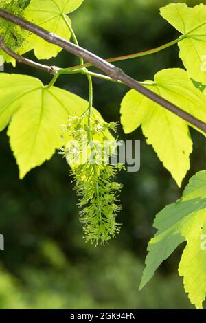 sycamore maple, great maple (Acer pseudoplatanus), inflorescence, Germany Stock Photo