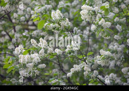 European bird cherry (Prunus padus, Padus avium), Blooming twigs, Germany Stock Photo